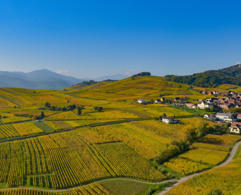 VIGNOBLE ALSACE ALSASMARTOURS
