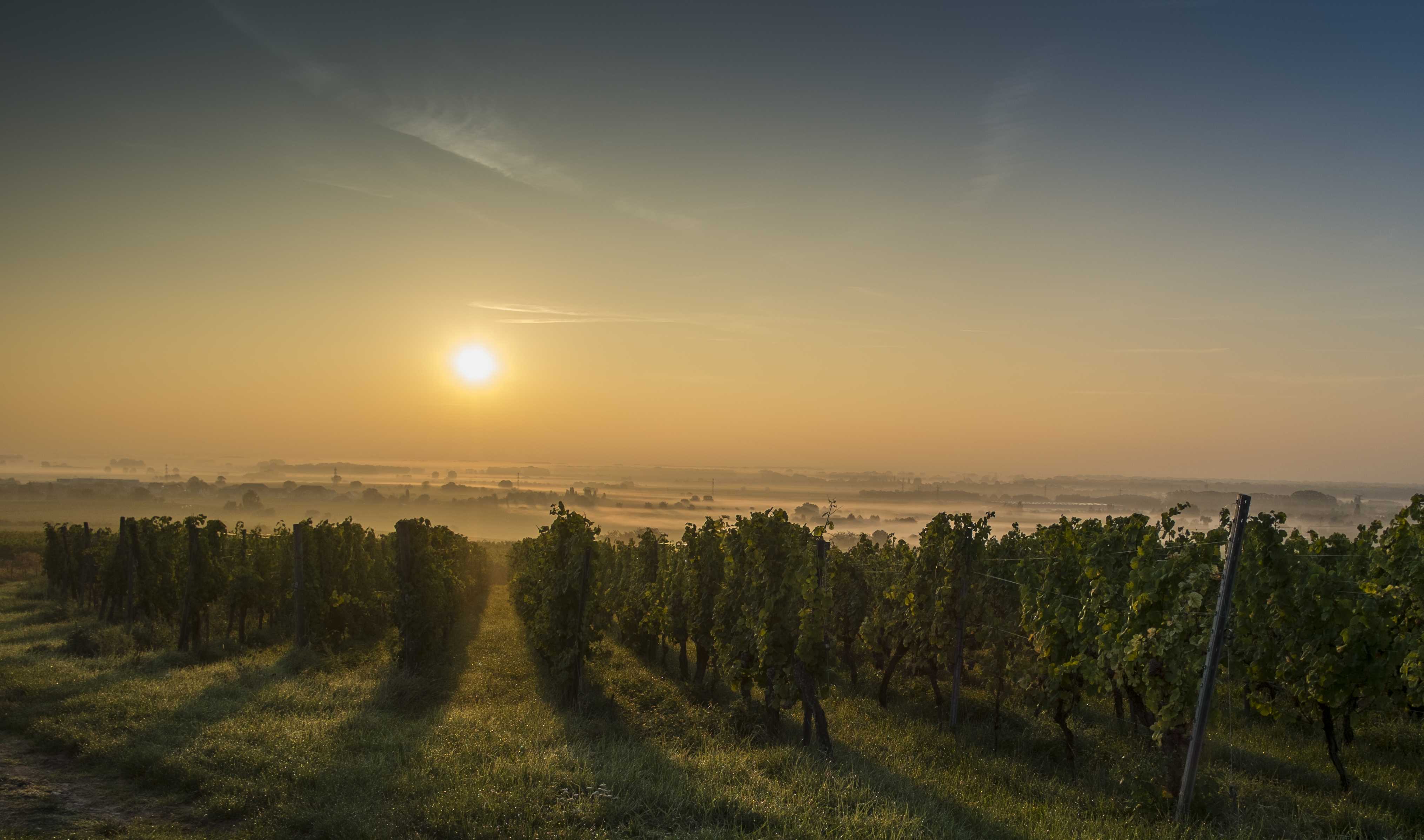 Vignoble alsasmartours