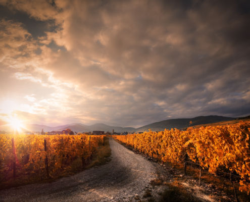 Alsace vinyards wine trip